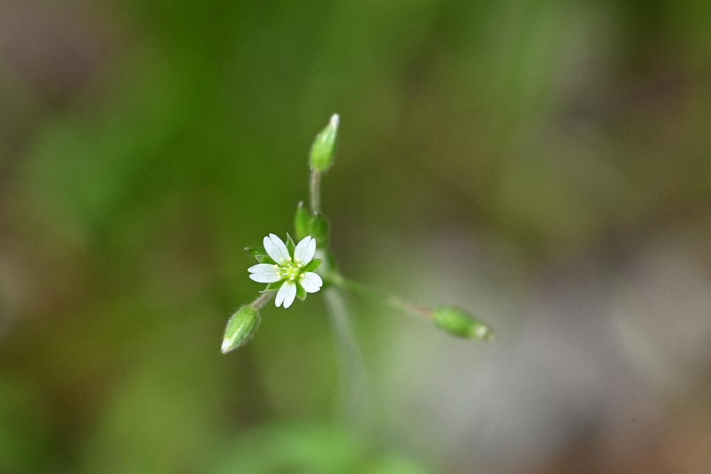 2025-05288690 Oxbow NWR, MA.JPG - Field Chickweed. Oxbow National Wildlife Refuge, MA, 5-28-2025